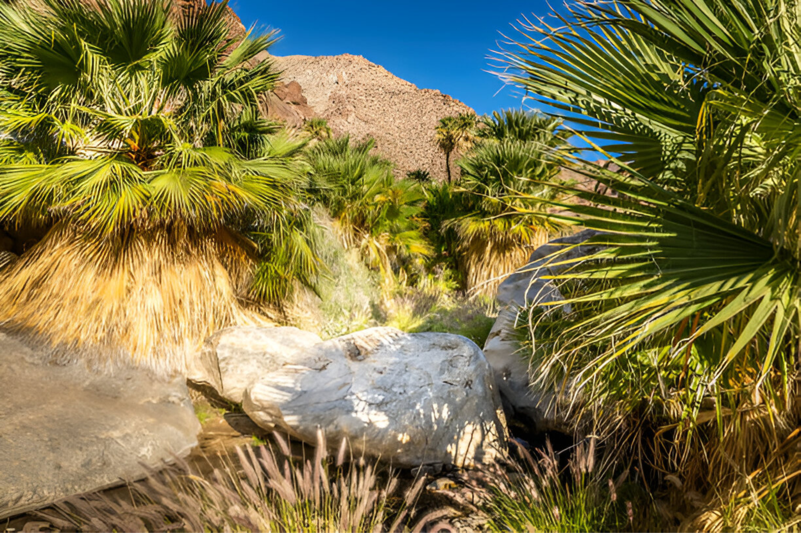 Palm Canyon Trail (Anza-Borrego)